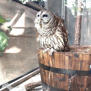 A morning hoot from Frosty! 🦉 | Audubon Aquarium