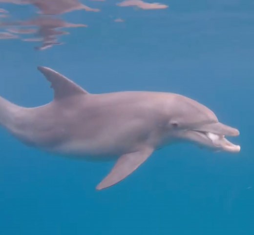 Meet Jupiter; an adult male bottlenose showing off his catch of the day, a sizable cuttlefish! He will remove the cuttlefish spine by rubbing and dragging it on the sandy bottom! This moment showcases the beauty and harmony of marine life in our pristine waters.  #dolphinencounter #dolphinsofponta #underwatermagic #oceanlife #mozambique | Dolphin Encountours Research Center | Facebook