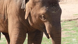 Today is Asian Elephant Sabai’s fourth birthday! Sabai holds a special place in the Zoo's history as he was the first Asian Elephant calf born in Dubbo. He has definitely grown in size and personality over the past four years. Enjoy this update from Elephant Supervisor Glenn. | Taronga Western Plains Zoo