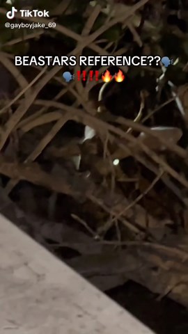 I know cosmo isn’t a deer but still #Fyp #fypシ #Foryou #Foryoupage #Furry #furryfandom #Beastars #Legoshi #louisbeastars #beastarscosplay #echovn #Archesvn #thesmokeroomvn #thesmokeroomedit #TikTok #Moots? #Furrytiktok #Furrytok