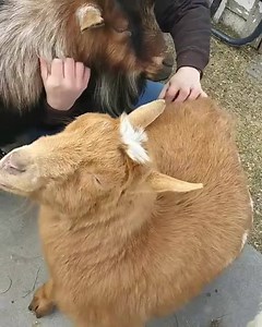 62 reactions · 4 comments | Here's hoping you get some good scratchies this weekend, too ❤️ | Maple Farm Sanctuary | Facebook