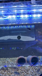 12K views · 890 reactions | East Lothian Aquatics on Reels | Facebook