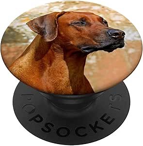 Rhodesian Ridgeback Cute Red Face Staring Seriously PopSockets PopGrip: Swappable Grip for Phones & Tablets