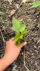 464K views · 2.8K reactions | Bintaha pa ring niturok  | Alma Suaybaguio Olmedo | Facebook