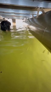 From Lisa Welch “Hey Mr. Spann! Jack the fisher dog is almost 14 years young now and while this vid might not be as exciting as previous ones you’ve shared, he’s still as excited as always to be out “fishing”. We’d appreciate the share and live because this might be his last season. 🥰” | James Spann