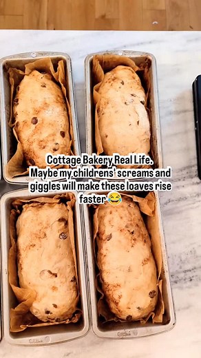 Freshly milled cinnamon raisin loaves rising and looking beautiful on their second rise tonight 🥰 Tomorrow — Halloween 🎃 — I’ll have: 🍞 Freshly milled cinnamon raisin loaves 🍞 Sandwich loaves 🌿 Rosemary bread 🍪 Chocolate chip cookies 🍯 Honey wheat loaves Stop by Party Shop Emporium on McEver Road to grab your Halloween goodies and a fresh loaf of bread! #FloweryBranch #HappyBellySourdough #HalloweenTreats #FreshBread #Loca | PersistentCuriosity