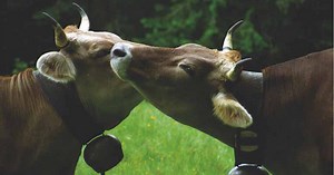 Lasst Kühen die Hörner!