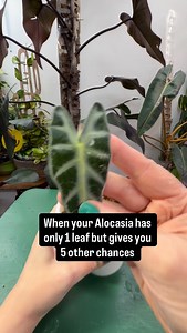 5.3K views · 875 reactions | This variegated Alocasia Pink Bambino...