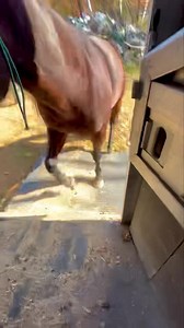 12K views · 489 reactions | Teaching babies to trailer load… there are a few things to be aware of they will use their bodies as weapons .. today Lena through she would hit me with her head ……ya No ! Silly girl 藍藍 | Cowgirl Up Ranch NY | Facebook