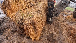 97K views · 1.8K reactions | Stop it - shake it - drop it... NEXT! The older, more experienced dogs work efficiently, reducing the number of escapees. | Suffolk and Norfolk rat pack | Facebook