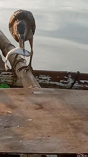 24K views · 1.2K reactions | Maayung buntag ramela maayung buntag mga idol | Ramel Piquero | Facebook