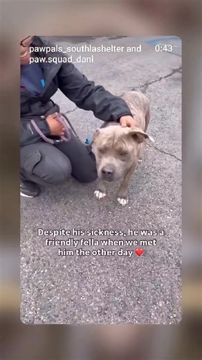 South LA Shelter California ‼️‼️‼️‼️‼️‼️MASON‼️‼️‼️‼️‼️‼️ This sweet boy needs a rescue or adopter to save his life. | Midwest Heeler Rescue Connection