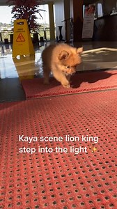 ❤#dog #dogrescue #animalrescue #doglife #puppy #dogs #dogsofinstagram #storytime #foryou #viral | DOG Lovers | Facebook