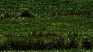 While on patrol in the Town of Ephratah today, Deputy Gee spotted this mature Bald Eagle in a field. 🇺🇸 🦅 | Fulton County Sheriff's Office