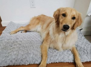 SIWA MARY Dog Bed Crate Pad Mat 30/36/42 in Anti Slip Washable Mattress Pets Kennel Pad for Large Medium Small Dogs Sleeping (30-inch, Grey)