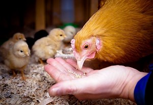 Best Places to Buy Chicken Feed | Must-Read Before You Choose! - Farm and Chill
