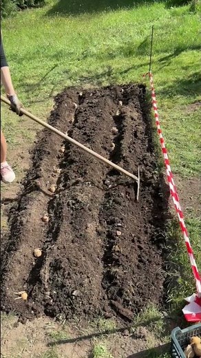 Jak sázet brambory #duben #april #brambory #potatoes #sazeni #jaknato #zahrada #garden #sunny #cz