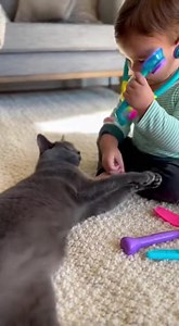 A toddler plays doctor with a calm Russian Blue, checking heartbeat, ears, and paws with a toy kit. The cat purrs and cooperates, turning a pretend checkup into pure cuteness. | Margot The Russian Blue Cat