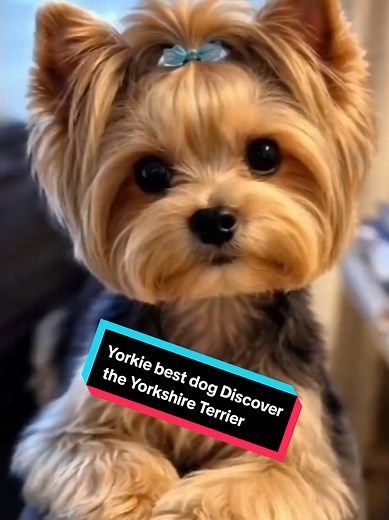 Discover the Yorkshire Terrier, an amazing pet dog! #yorkshireterrier #yorkie #yorkshireterrierlove #petdog#yorkshire