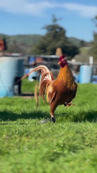 gamefowls for sale. on TikTok