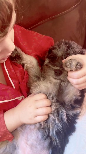 #appleblossombernedoodles #mediumbernedoodle #BlueMerleBernedoodle #bernedoodlesofinstagram #bernedoodlepuppy #bernedoodle #bernedoodlepuppies | Apple Blossom Bernedoodles