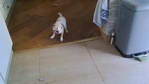 Psychic call to dinner totes received, so there no need to bellow! Am here. Feed me. | Mr Scooby Doo and The Mousketeers