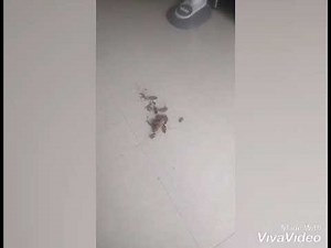 Cockroach