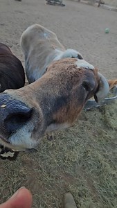 Mini Zebus #zebu #minizebu #minizebucattle #cow #bull | Joejoe the Capybara