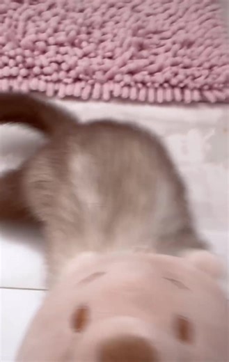 credit: @ferret.biyori DM for removal! . . . #ferret #ferretfun | Ferret Love Shop