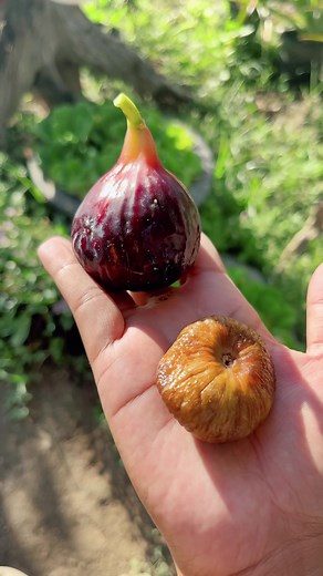 Exploring the Flavorful World of Dried and Fresh Figs!