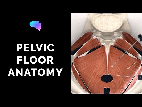 Pelvic Floor Anatomy (3D Anatomy Tutorial) | UKMLA | CPSA | PLAB 2