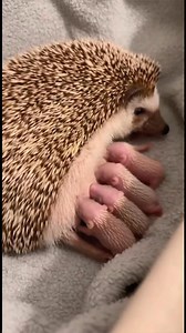 Baby hedgehogs eating sound. It is the best ASMR ever. Do you like ASMR videos? #hedgehog | The Daily Hedgehog Show