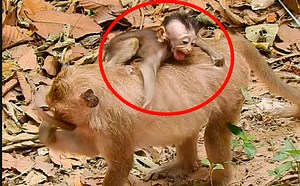 3.1K views · 110 reactions | Give me milk, Why why??? Poor baby Sean emotionally hungry but mom rejected milk | Animals JoJo Family | Facebook