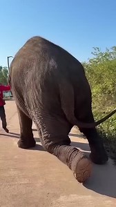 Ha salvato questo elefante: uomo rimuove vite dalla zampa
