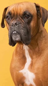 4.6K views · 84 reactions | Boxer dog breed #boxer | PAW POINT UK | Facebook