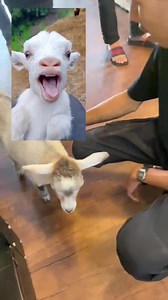 Mana nak dapat kambing ni eh? Bosan dah bela oyen asyik tidur je 😮‍💨 🎥 ezreptilesmalaysia | MEDIA HUTAN