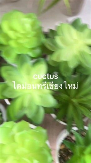 diamond tree บน TikTok