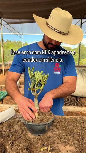 NPK não mata a rosa do deserto: como evitar exageros