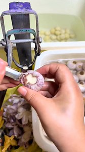 Solo garlic, also known as single clove garlic or pearl garlic, is a type of garlic with a single, large clove inside the bulb, rather than the multiple cloves found in regular garlic. It's visually similar to a small onion, with white skin and sometimes purple stripes. Solo garlic is known for its ease of peeling and is sometimes used in medicinal applications. | Nature View