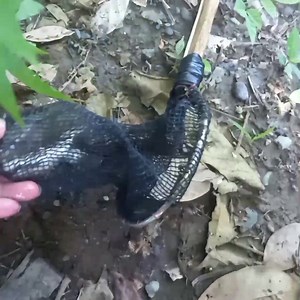 Maraming salamat sa binigay mo Para pang enverter idol Jay Sumbillo at paki follow na dn sa kanyang page jaypoy kalingawan #folowerseveryonehighlights #followers #nonfollowers #nocopyrightinfringementintended #plongplongvlog | Eddie Legista