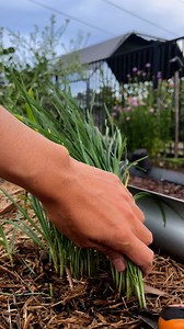 How to cut garlic chives #harvest #homegrown #backyardgarden #gardentotable | GrowwithChea