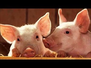 Pig Sound | Free Sound Effects | Animal Sounds