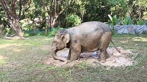 Sangploy and her mud spa treatment this morning. | Maesa Elephant Camp ปางช้างแม่สา