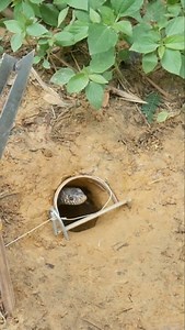 Exo Wildlife on Reels