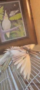 10K views · 36 reactions | Florida Parrot Rescue on Reels | Facebook