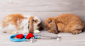Optimizing Your Senior Rabbit Hay Diet