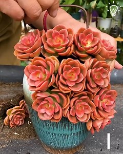 Creating attractive succulent pots! 😍 | Beautiful World