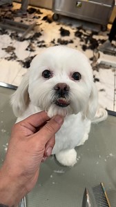 Pelusa just needs Orthodontic Braces and she will be perfect 😍😍😍😍😍 | Danny The Groomer