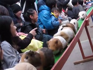 Scene adorabili dal Giappone 😍🇯🇵️ | Voglio andare in Giappone