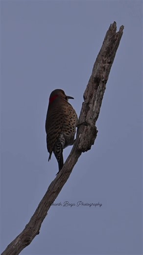 9K views · 652 reactions | Northern Flickers | Srikanth Boga Photography | Facebook